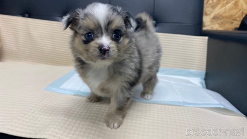 成約済の兵庫県のポメチワ:ポメラニアン×チワワ-348656の10枚目